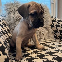 Girl 4 - Fawn Cane Corso puppy in Granbury, Texas from Revolutions Kennel
