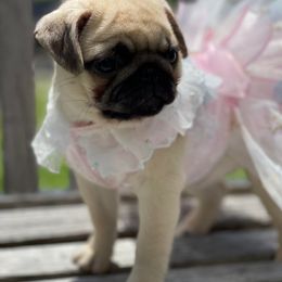 Pug Puppies from Pickwick Pugs