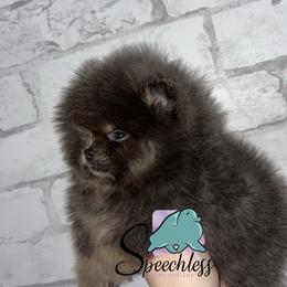Stripe - Blue and tan male Pomeranian puppy in Perry County, Ohio from Speechless Pom’s