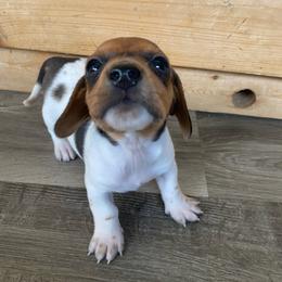 Boy 1 - Piebald male Dachshund puppy in Sedgewickville, Missouri from Heritage Boerboels