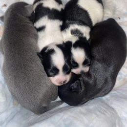 Chihuahua Puppies from Little Paws