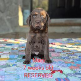 Marv - Chocolate male Labrador Retriever puppy in Rogue River, Oregon from PNW Labradors
