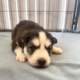 Siberian Husky Puppies from OAZS Pups