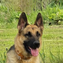 Vacarri - German Shepherd
