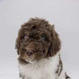 Assorted Doodle Crosses, Bernedoodle, Double Doodle, Goldendoodle, Labradoodle, and Whoodle Puppies from Our Little Farm Life Doodles