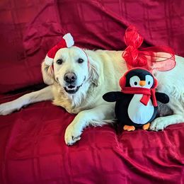 Golden Retriever Puppies from Dandelion Meadows Farm
