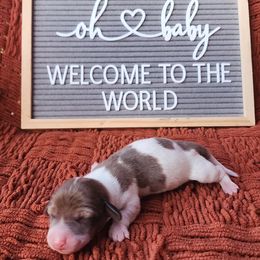 Tan and white boy - Piebald male Dachshund puppy in Port Orchard, Washington from Haus of Wiener Schnitzel