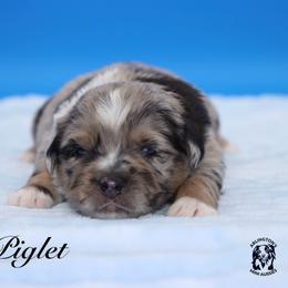Piglet - Blue merle male Miniature Australian Shepherd puppy in Weeki Wachee, Florida from Arlington's Mini Aussies