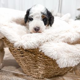 Purple - Black tri-color female Aussiedoodle puppy in Slc, Utah from Timp Doodles