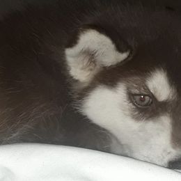 Siberian Huskies from Homemaker