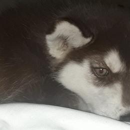 Siberian Huskies from Homemaker