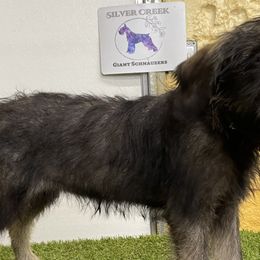 Blue girl - Pepper and salt Giant Schnauzer puppy in Goodrich, Texas from Silver Creek Giant Schnauzers