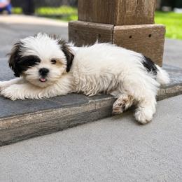 Puppy 3 - Black and white male Shih Tzu puppy in Downey, California from Cali shih tzu