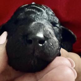 Poodle Puppies from Candace Yakes