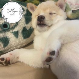 Shiba Inu Puppies from EndThyme Acres