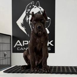 Male 2 - Black brindle male Cane Corso puppy in Cashion, Oklahoma from APEXOK Cane Corsos