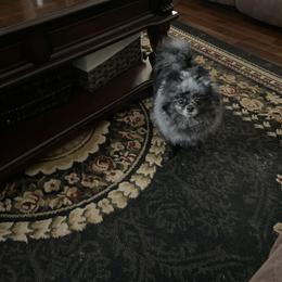 Mama - Pomeranian