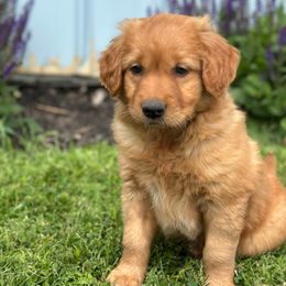 Male - Golden male Golden Retriever puppy in La Motte, Iowa from Loeffelholz Family Golden Retrievers