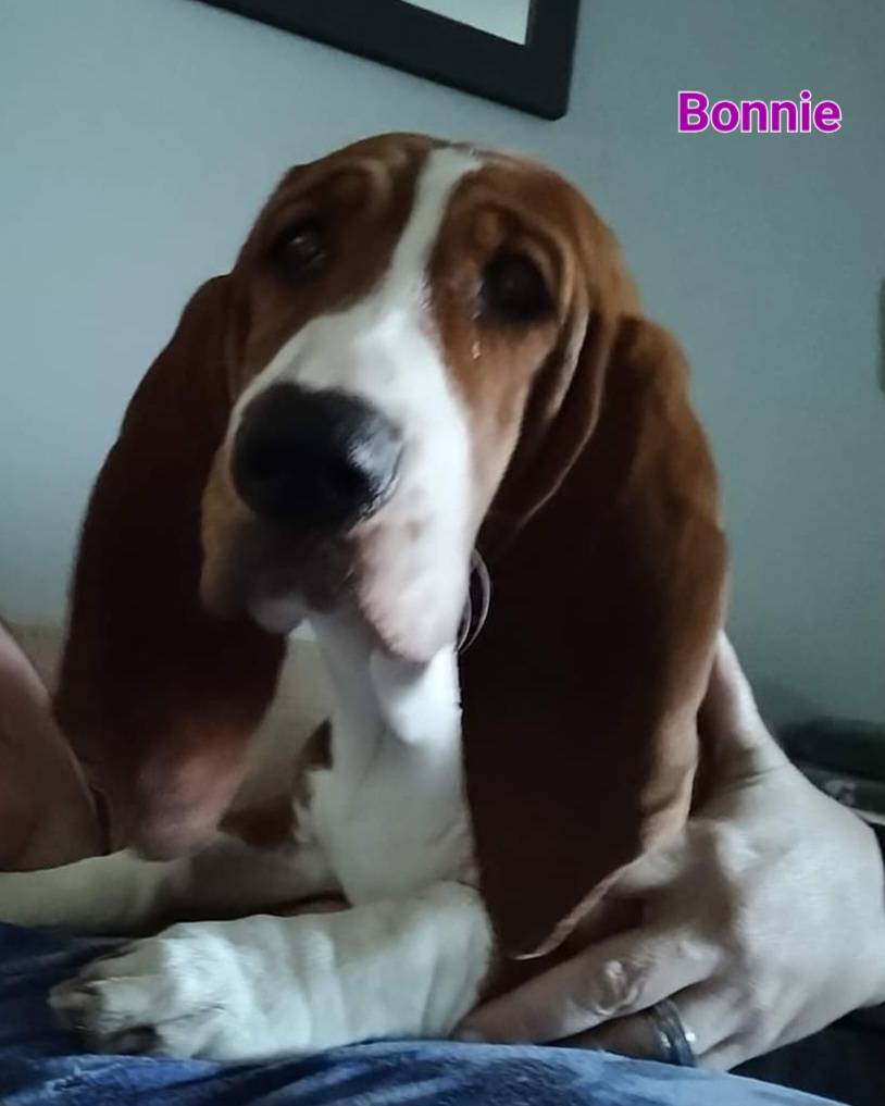Basset Hound Puppies from Happy Hound Bassets of Whitney