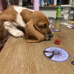 Poppy - Red and white female Basset Hound puppy in Denver, Colorado from Fawn's Bassetts