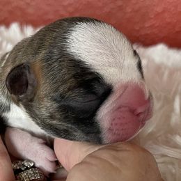 Calvin - Brindle and white male Boston Terrier puppy in Johnstown, Colorado from R&M Bostons