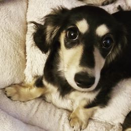 Dachshund Puppies from Lake County Cream Dachshund