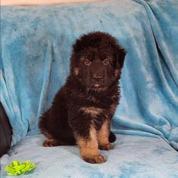 Green Collar - Black and red male German Shepherd puppy in Louisville, Ohio from Crooked River German Shepherds
