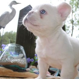 French Bulldog Puppies from Fren She Kisses