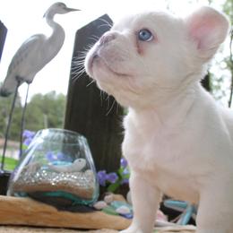 French Bulldog Puppies from Fren She Kisses