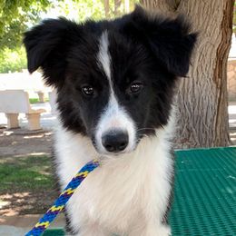 Border Collies and Mudis from Twisted Acres Border Collies and Mudi