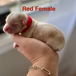 Cockapoo and Cocker Spaniel Puppies from Rome & Reign Farm