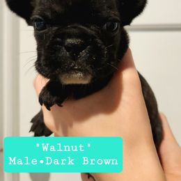 Walnut - Brindle French Bulldog puppy in Vanderbilt, Michigan from The French Tribe