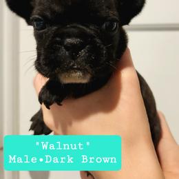 Walnut - Brindle French Bulldog puppy in Vanderbilt, Michigan from The French Tribe