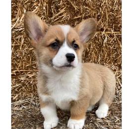Rosie Girl 3 Yellow - Red female Pembroke Welsh Corgi puppy in Shelley, Idaho from Whistling Wind Corgi’s