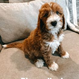 Goldendoodle Puppies from Ritzy Creek Doodles