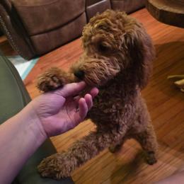 Reed - Red male Cockapoo puppy in Lebanon, Kentucky from Mosaic Merle Doodles