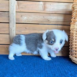 Luke Danes - Blue male Pembroke Welsh Corgi puppy in Shawnee, Oklahoma from Sunray Ranch