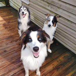 Australian Shepherd All Grown Up from Nana's Wild and Wonderful Aussies