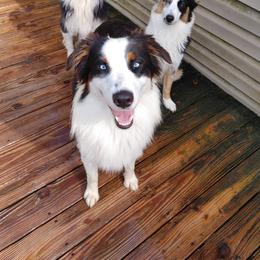 Australian Shepherd All Grown Up from Nana's Wild and Wonderful Aussies
