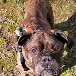 Bullmastiffs and Clumber Spaniels from BTrue