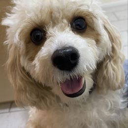 Penny - Cavapoo