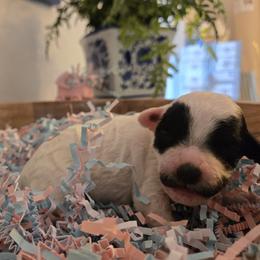 Ms. Charlotte Tilbury - Parti female Poodle puppy in Gainesville, Florida from Pipsqueak Mansion Poodles
