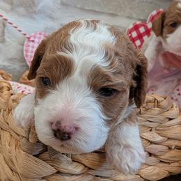 Boy 2 - Blenheim male Cavapoo puppy in Mapleton, Illinois from Gardner Lane Puppies
