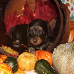 Reagan - Chocolate and tan female Dachshund puppy in Corbin, Kentucky from White River Valley Kennel