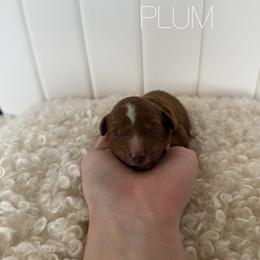 Plum - Red  male Goldendoodle puppy in Independence, Oregon from Ankeny Doodles