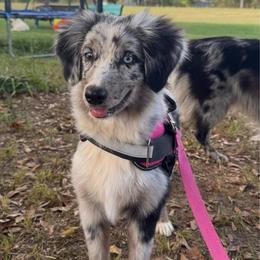Remi Rose - Blue merle female Australian Shepherd puppy in Newton, Mississippi from Bright Star Aussies