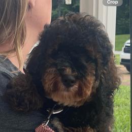 Martha - Goldendoodle
