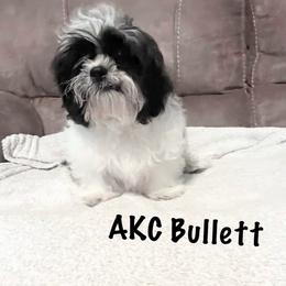 AKC Bullett - Black and white male Shih Tzu puppy in Greenville, South Carolina from Babyface Shih Tzu