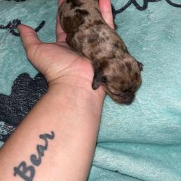Hanna - Brindle female Dachshund puppy in Gulfport, Mississippi from Candy & Caits Farmstead Mini Doxies