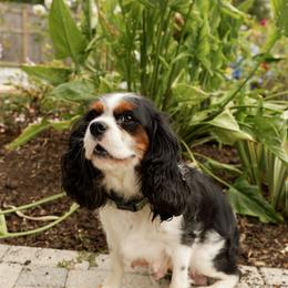 Kara - Cavalier King Charles Spaniel